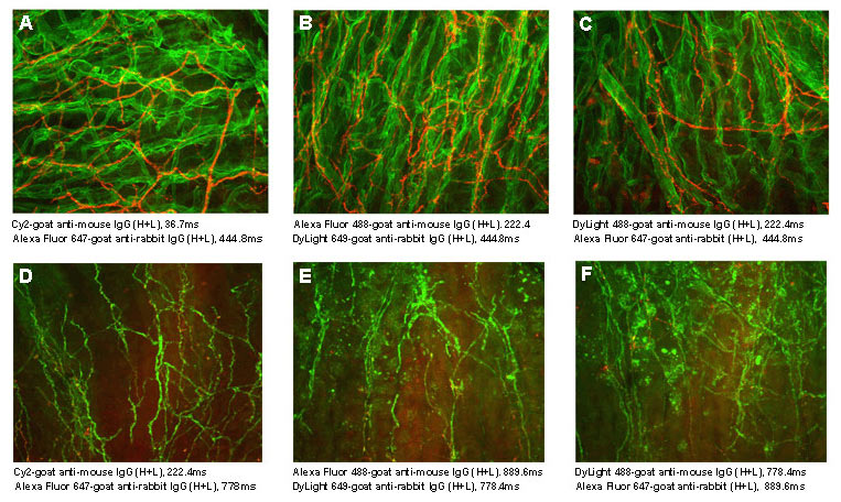 Cyanine Dyes (Cy2, Cy3, and - Jackson ImmunoResearch