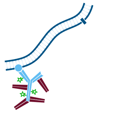 Use of unconjugated Fab fragments for detection of one unlabeled and one or more labeled primary antibodies: step two.