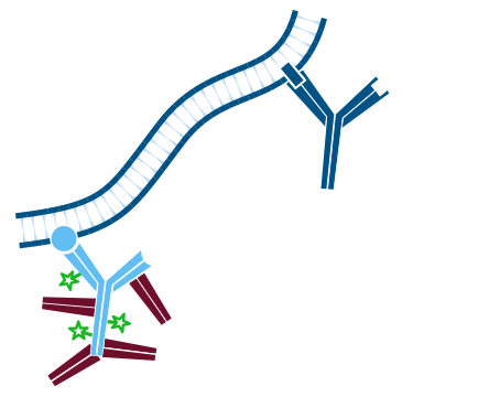 Use of unconjugated Fab fragments for detection of one unlabeled and one or more labeled primary antibodies: step three.