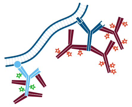 Use of unconjugated Fab fragments for detection of one unlabeled and one or more labeled primary antibodies: step four.