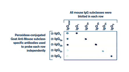 Thumbnail Preview of Distinguish Mouse Immunoglobulin Subclasses