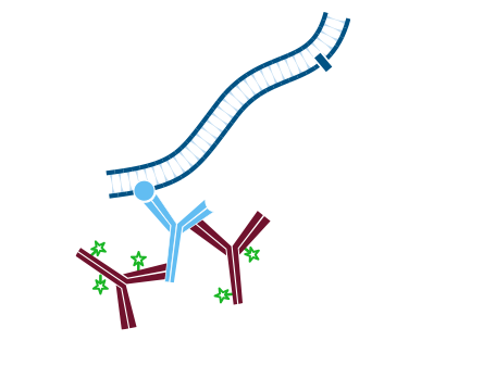 Detection of one unlabeled and one or more labeled primary antibodies without the use of Fab fragments: step two.