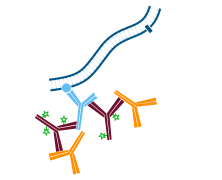 Detection of one unlabeled and one or more labeled primary antibodies without the use of Fab fragments: step three.