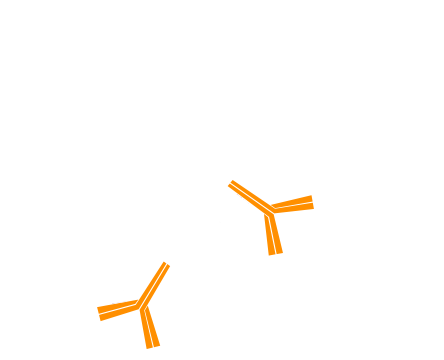 Detection of one unlabeled and one or more labeled primary antibodies without the use of Fab fragments: step three.