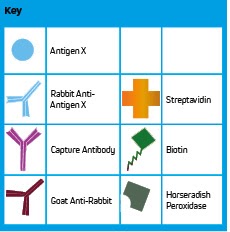 ELISA Formats