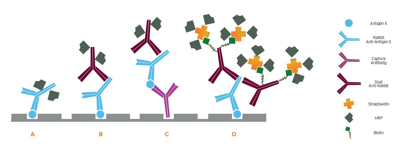 ELISA Secondary Antibodies Jackson ImmunoResearch