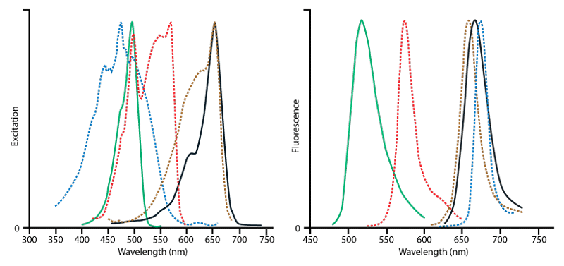 Flow Cytometry Secondary Antibodies - Jackson ImmunoResearch