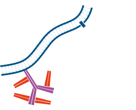 Use of unconjugated Fab fragments to block endogenous immunoglobulins and avoid off target signal: step two.