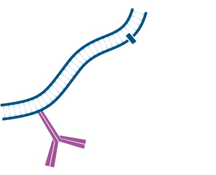 Use of unconjugated Fab fragments to block endogenous immunoglobulins and avoid off target signal: step one.