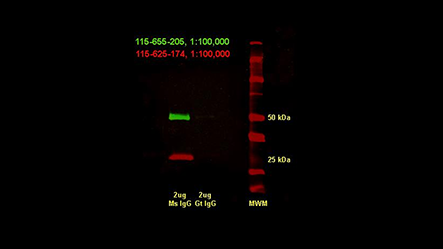 Thumbnail Preview of Far-red/Infrared Conjugates For High Sensitivity Western Blots