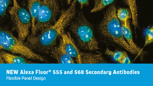 Thumbnail Preview of Four-Color Immunofluorescence with Alexa Fluor® 555 & 568