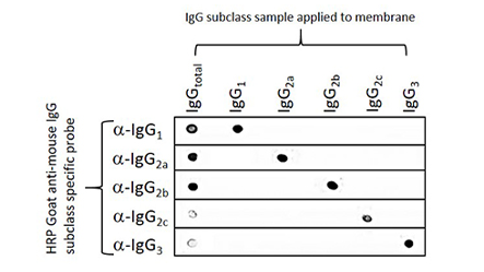 Dot blot showing the specificity of Goat Anti-Mouse IgG, Fcγ subclass specific antibodies.
