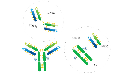 Whole Antibody showing results from Pepsin/Papain Digestion