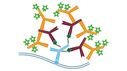 Signal enhancement with conjugated Anti-Mouse IgG (H+L)