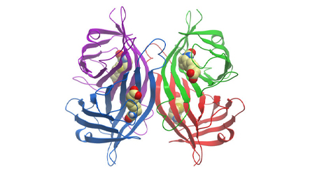 Streptavidin Ribbon Diagram