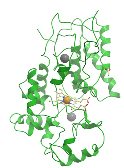 HRP Ribbon Diagram