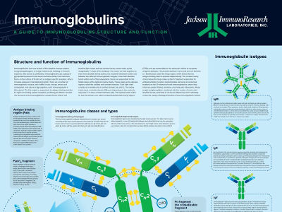 Immunoglobulin Structure Poster