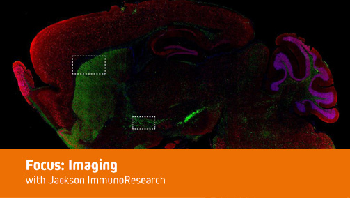 Thumbnail Preview of Imaging with AffiniPure-VHH