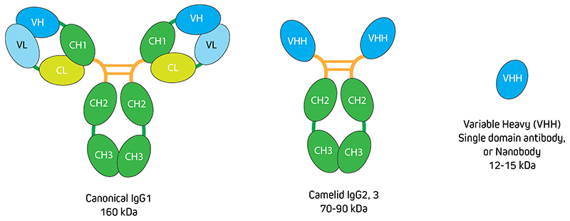 Comparison of conventional IgG with VHH Alongside canonical Immunoglobulins and nanobodies