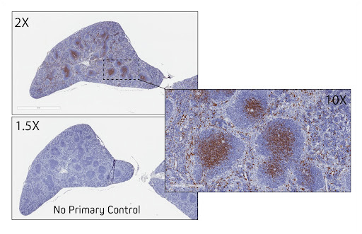 Immunohistochemistry for CD8 in FFPE mouse spleen