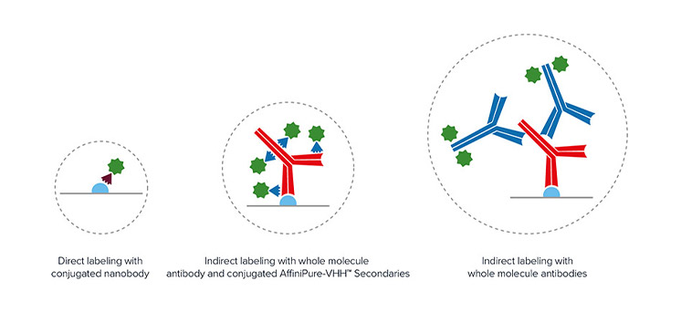 Comparison of linkage error with AffiniPure-VHH™ Secondary staining versus direct and conventional IgG Secondary staining