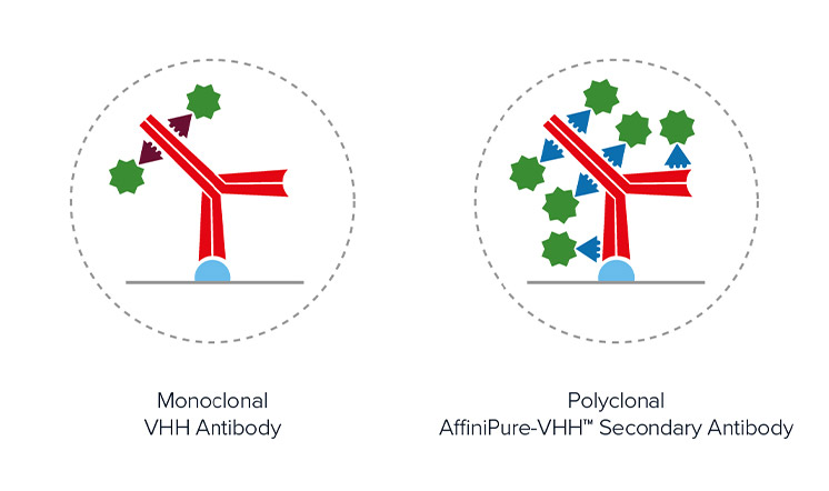 comparing number of conjugated polyclonal AffiniPure-VHH™ Secondaries able to bind a primary antibody to monoclonal nanobodies