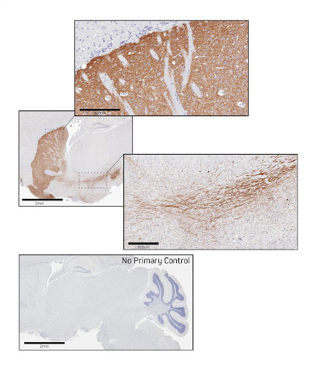 Immunohistochemistry in formalin-fixed paraffin-embedded (FFPE) mouse brain for Tyrosine Hydroxylase