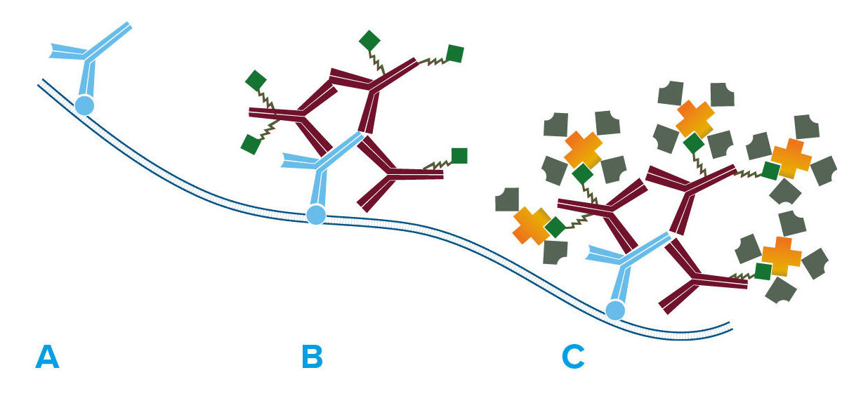 Steps of the LSAB Method