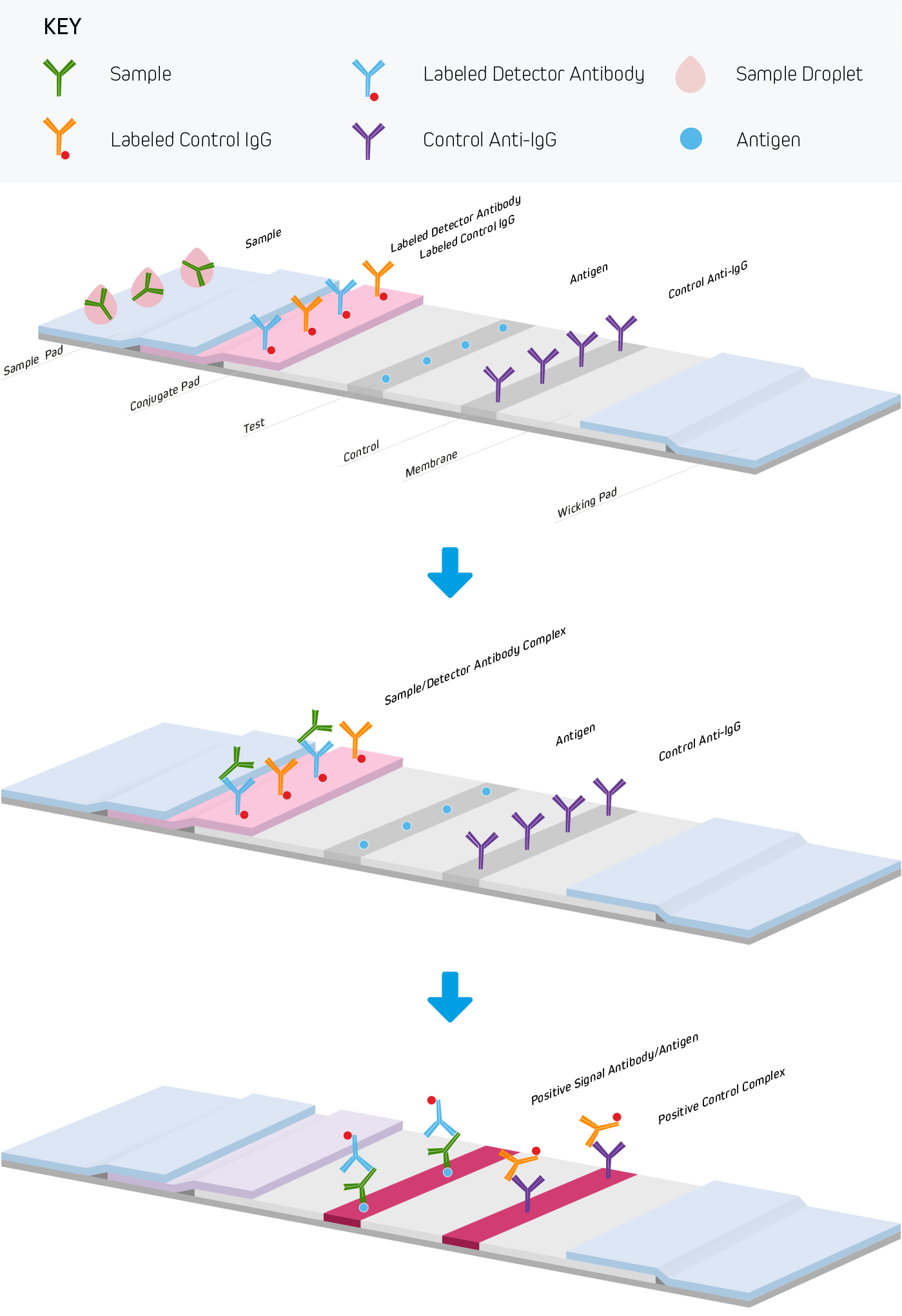 Direct bind assay setup used to detect human antibodies generated against an antigen.