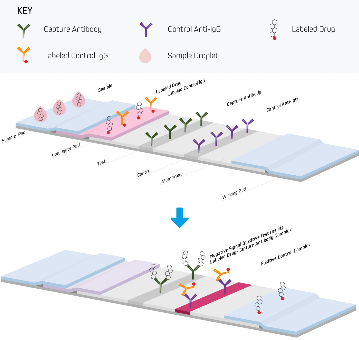 Lateral Flow Immunoassays Jackson ImmunoResearch