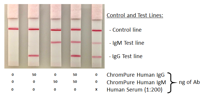 Lateral Flow Immunoassays - Jackson ImmunoResearch