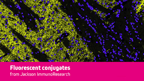 Thumbnail Preview of Conjugates Designed for Multiple Labeling - Alexa Fluor® 555 & 568