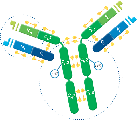 Fab Fragment Secondary Antibodies - Jackson ImmunoResearch