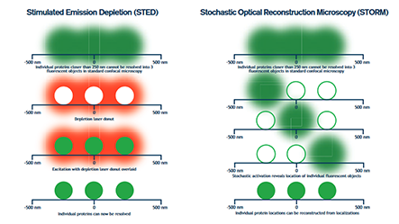 Thumbnail Preview of Secondary Antibodies for Superresolution Microscopy