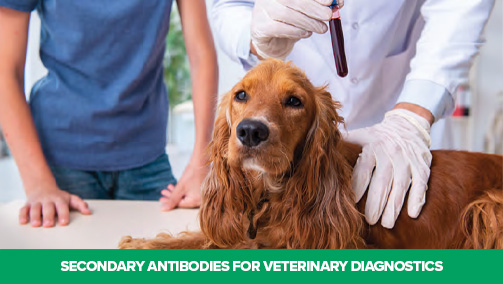 Thumbnail Preview of Reagents for Veterinary Immunoassay Development and Manufacture