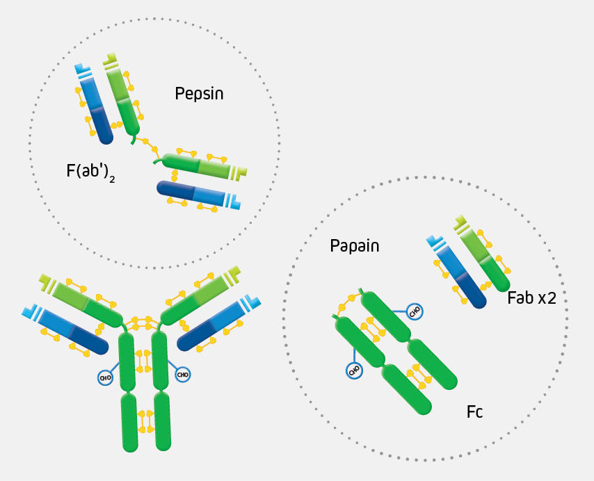Whole IgG, F(ab')2 Fragment and Fab Fragment Antibodies