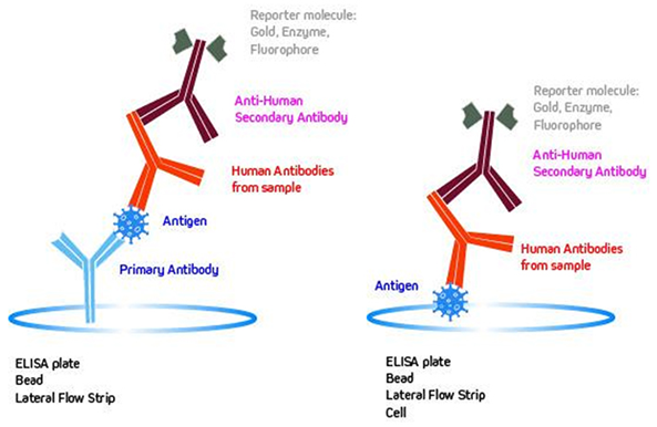 Immunoassay formats