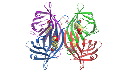 Thumbnail Preview of Streptavidin Conjugates for Amplification