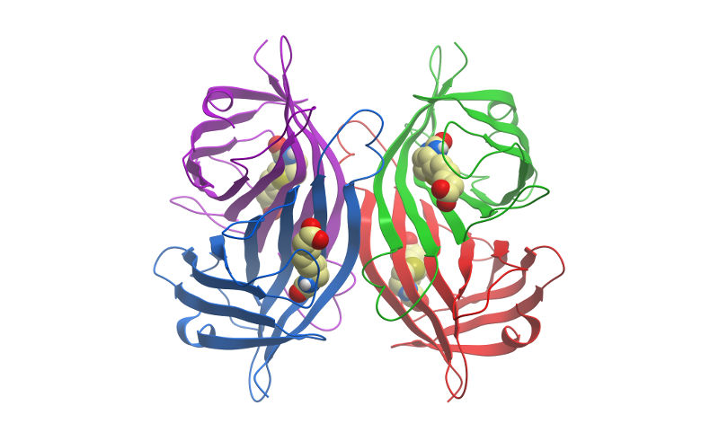 Streptavidin Ribbon Diagram