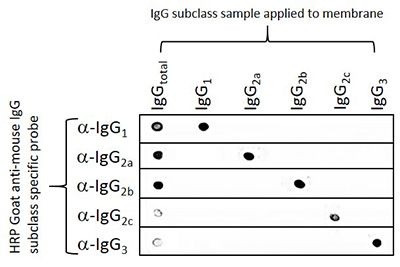 Dot blot showing the specificity of goat anti-mouse IgG, Fcγ subclass specific antibodies.