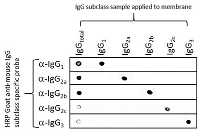 Mouse Subclass-Specific Dot Blot