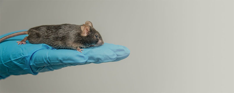 Mouse standing on a gloved hand