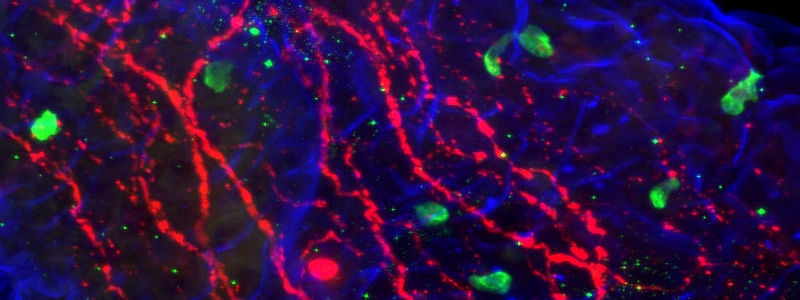 Triple immunofluorescence