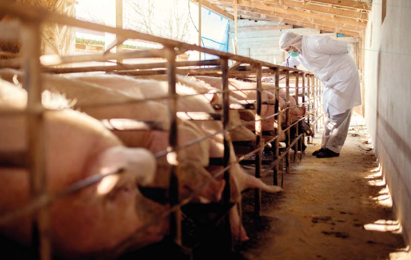 Pigs being inspected by vet