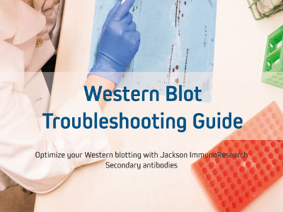 Western blotting Troubleshooting