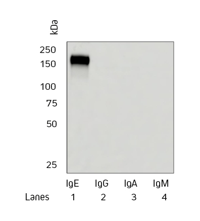 Western blot showing the specificity of Jackson ImmunoResearch Anti-Human IgE.