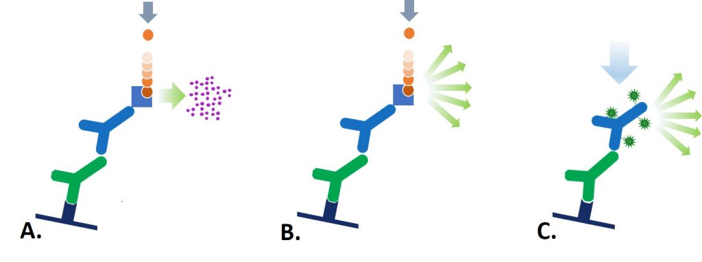 Conjugates for Western Blotting