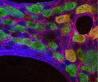 Selecting Fluorophores for Antibody-based Research