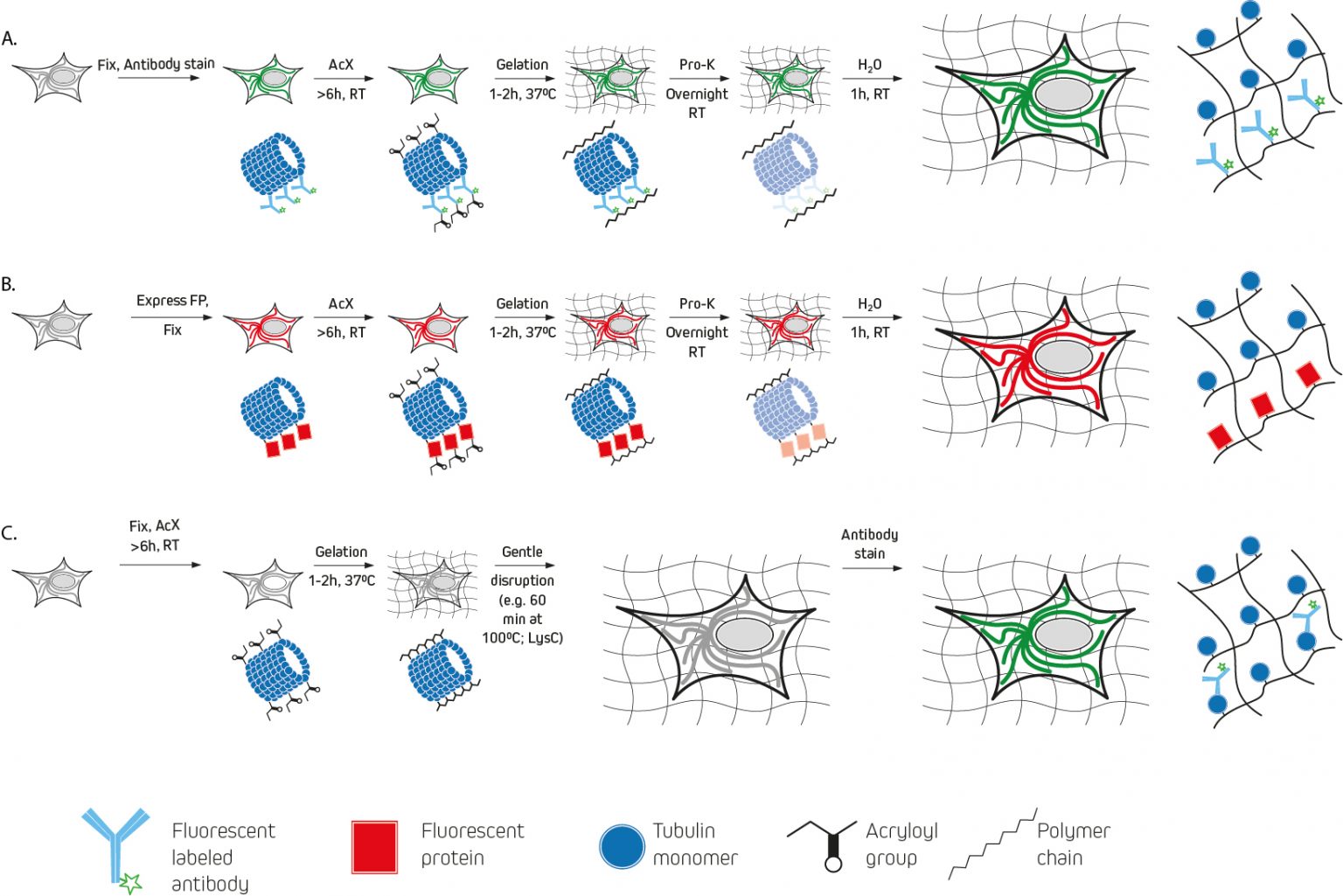 An Introduction to Expansion Microscopy