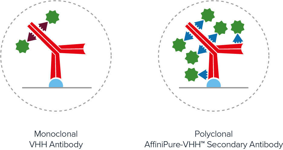 Polyclonal antibodies offer many advantages over monoclonal antibodies